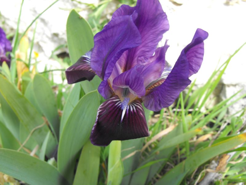 Dedicato ad Ametista - Iris lutescens e Iris pseudopumila