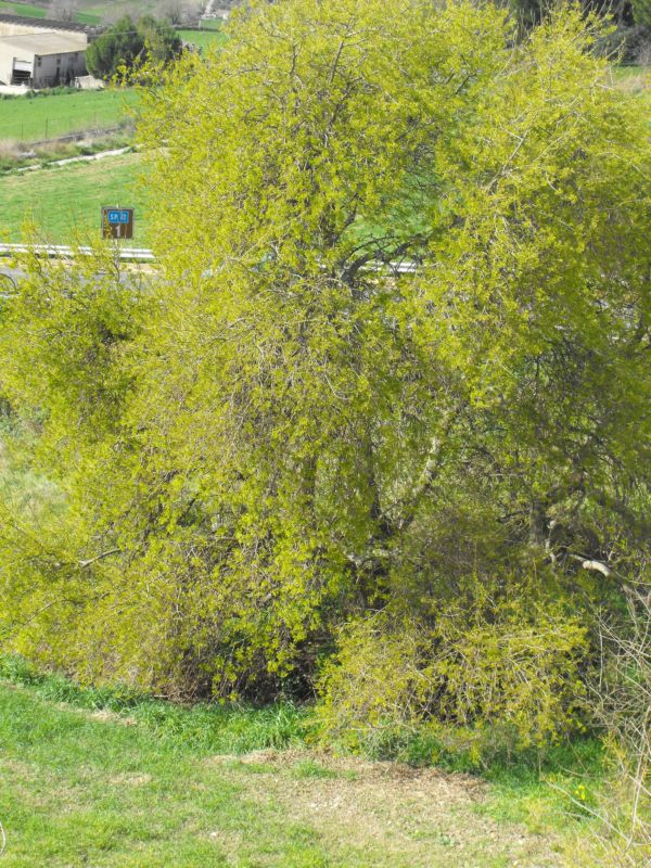 Fraxinus angustifolia subsp. oxycarpa