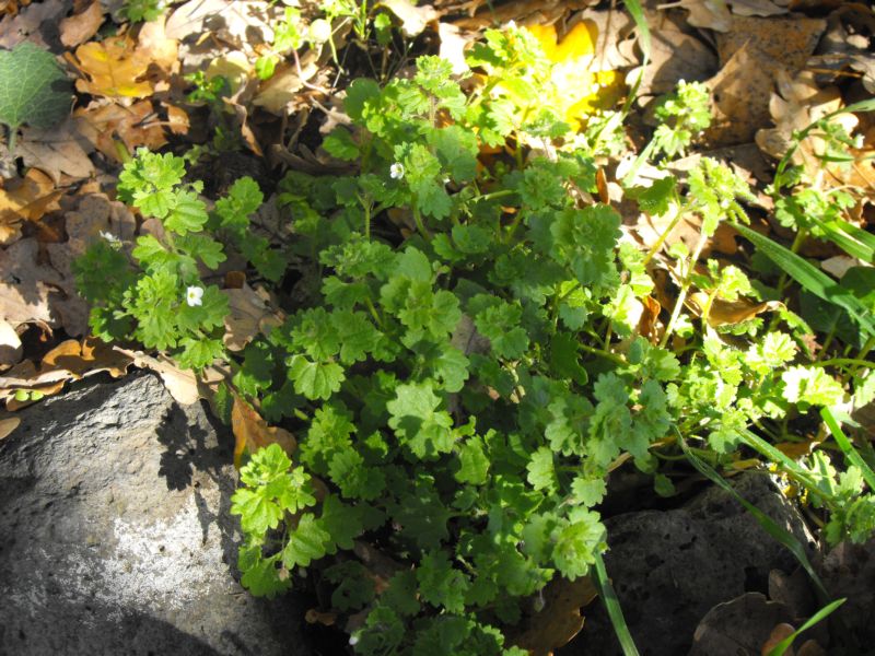 Veronica cymbalaria