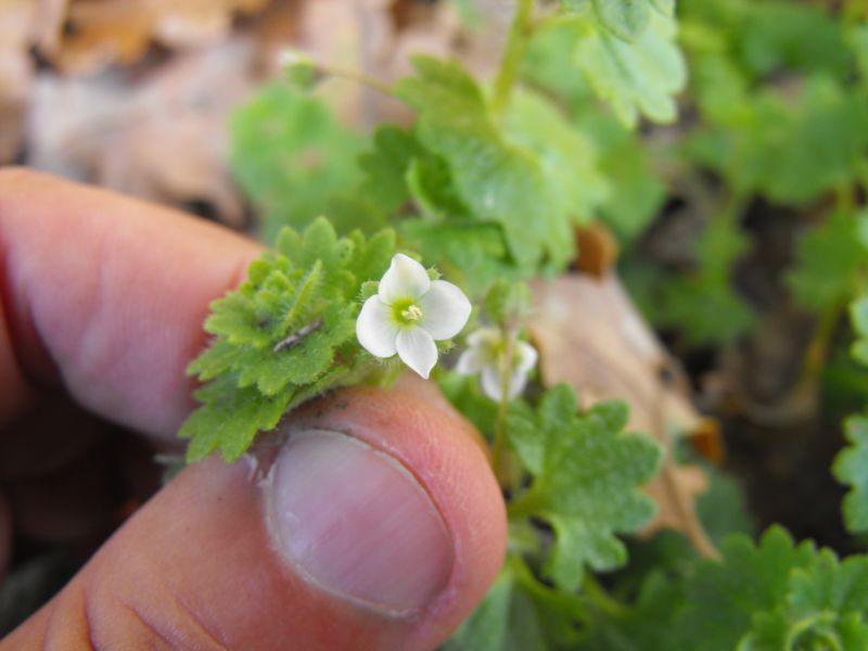 Veronica cymbalaria