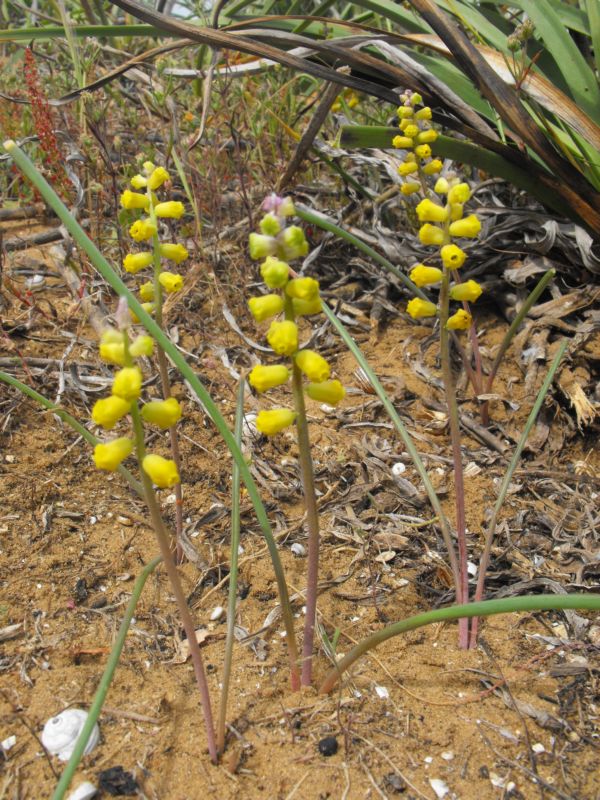 Muscari gussonei / Giacinto dal pennacchio di Gussone