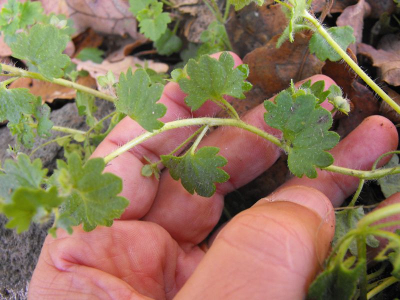 Veronica cymbalaria