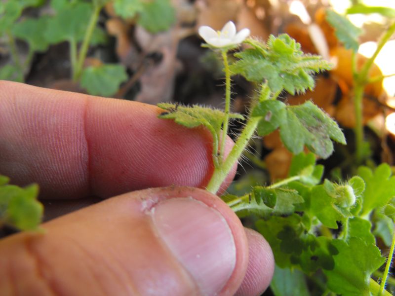 Veronica cymbalaria