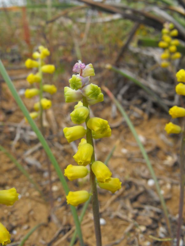 Muscari gussonei / Giacinto dal pennacchio di Gussone