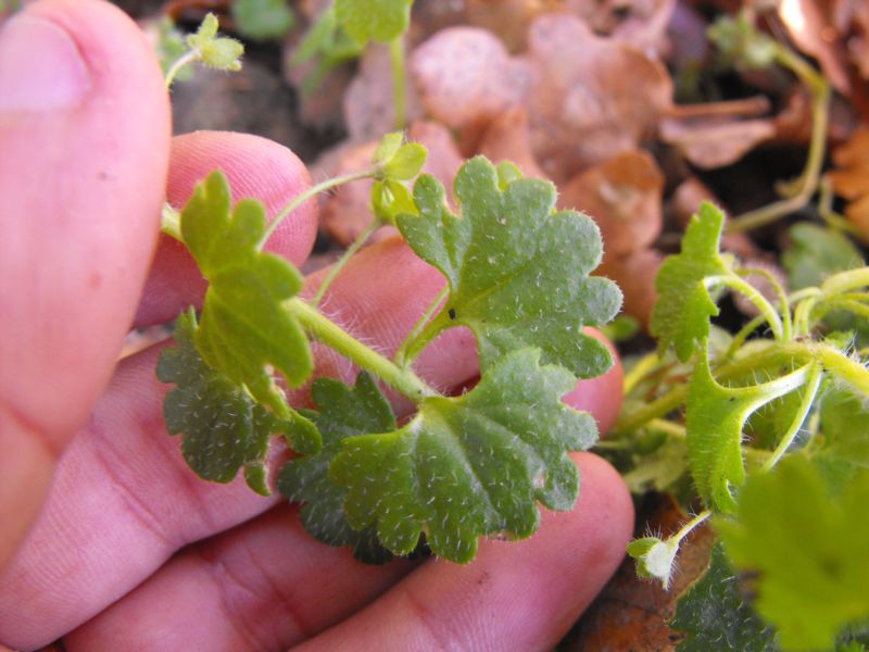 Veronica cymbalaria