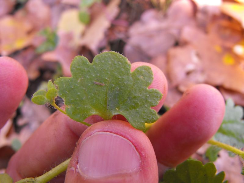 Veronica cymbalaria