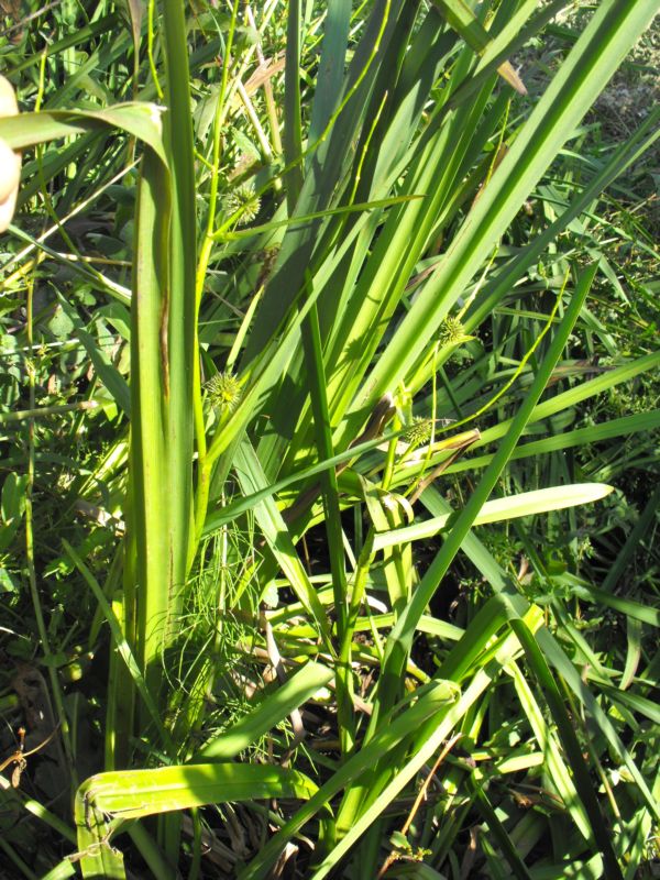 Sparganium erectum