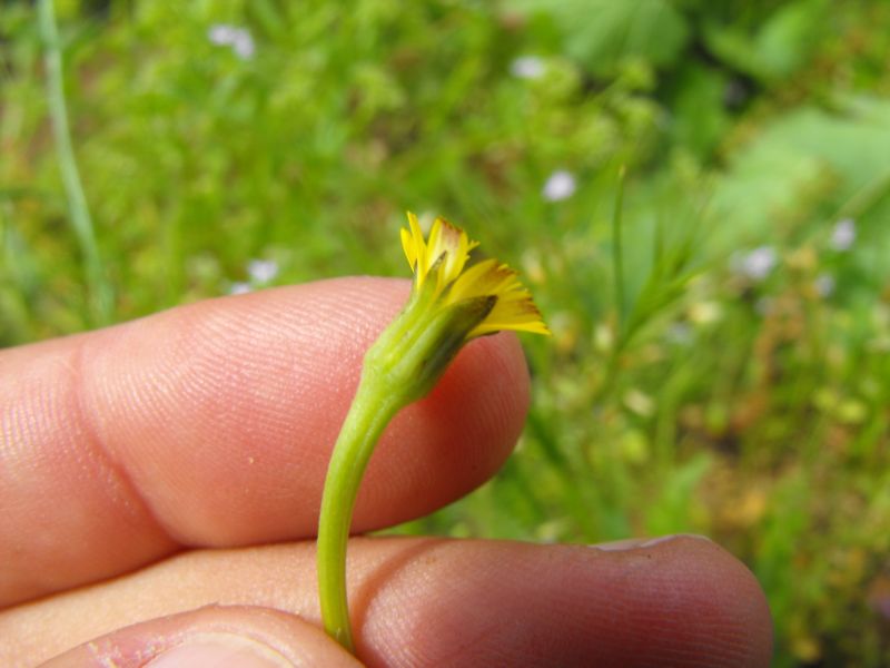 Asteracea - Hedypnois cretica