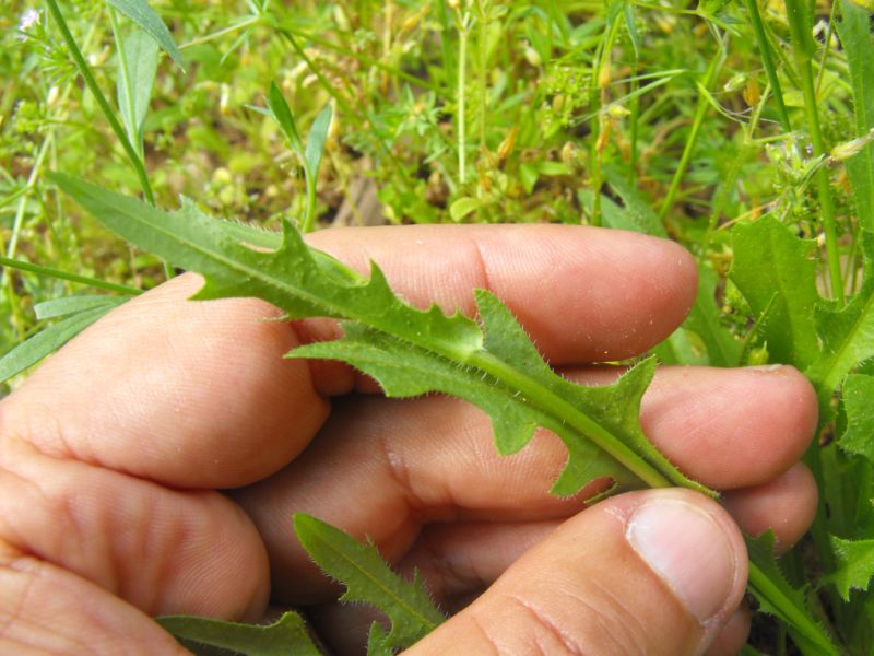 Asteracea - Hedypnois cretica