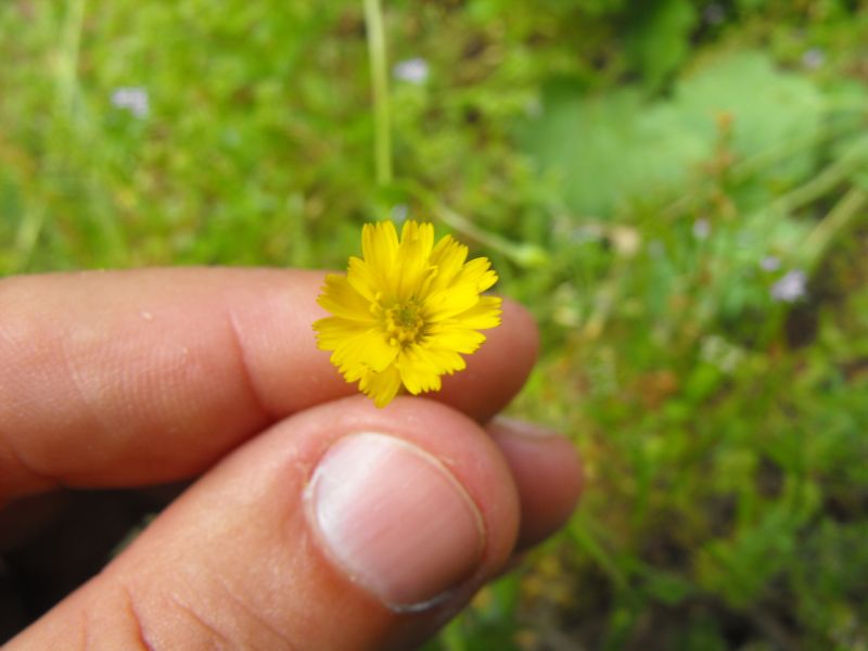 Asteracea - Hedypnois cretica