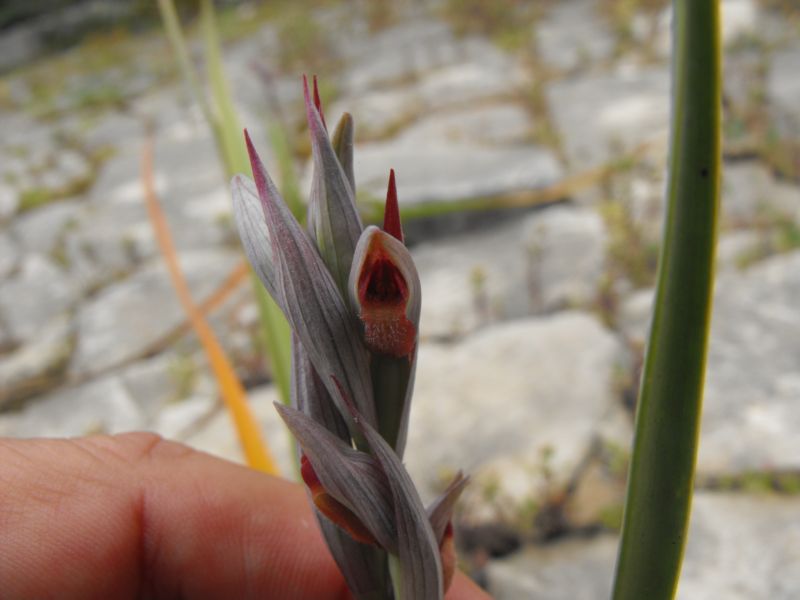 Serapias parviflora??