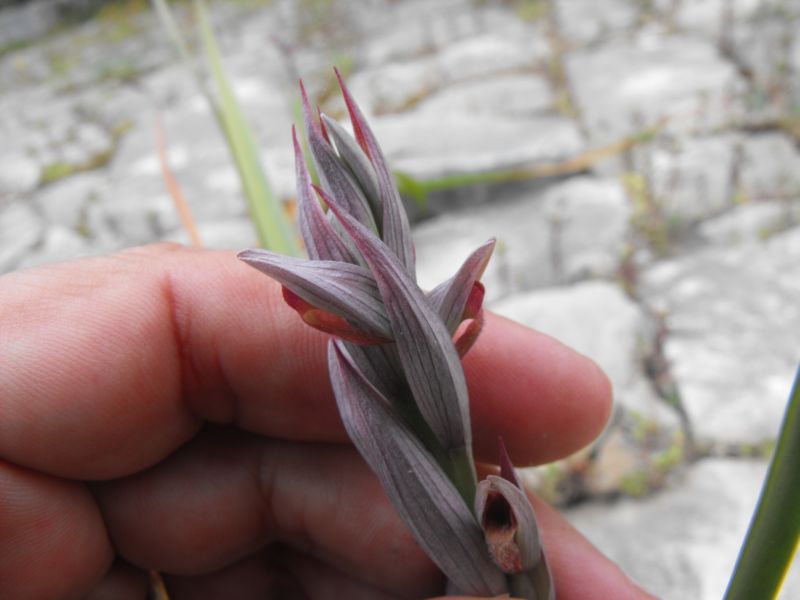 Serapias parviflora??