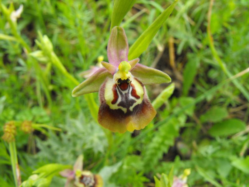 Una Ophrys insolita...