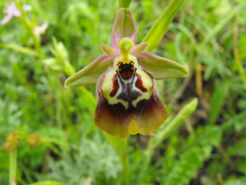 Una Ophrys insolita...