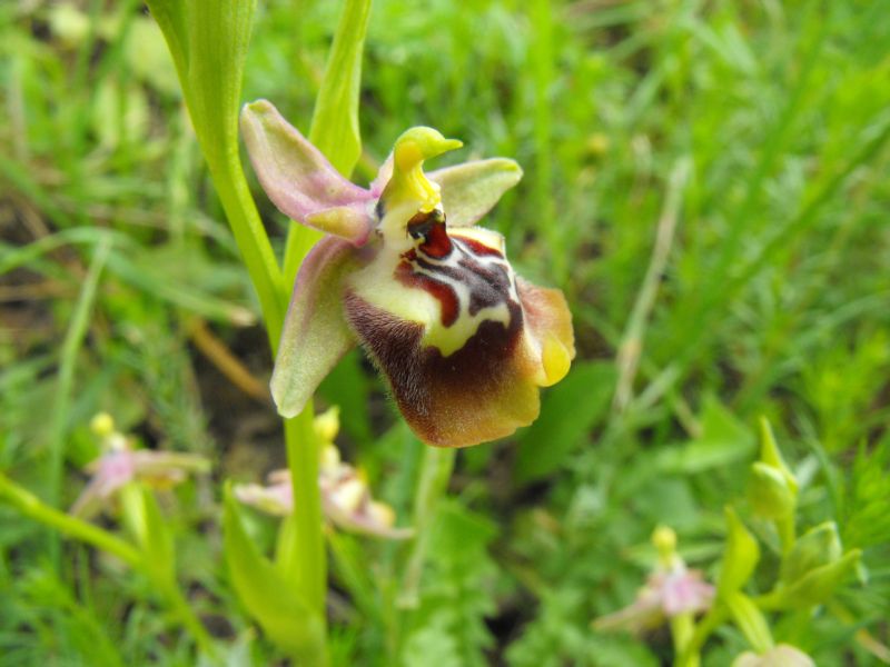 Una Ophrys insolita...