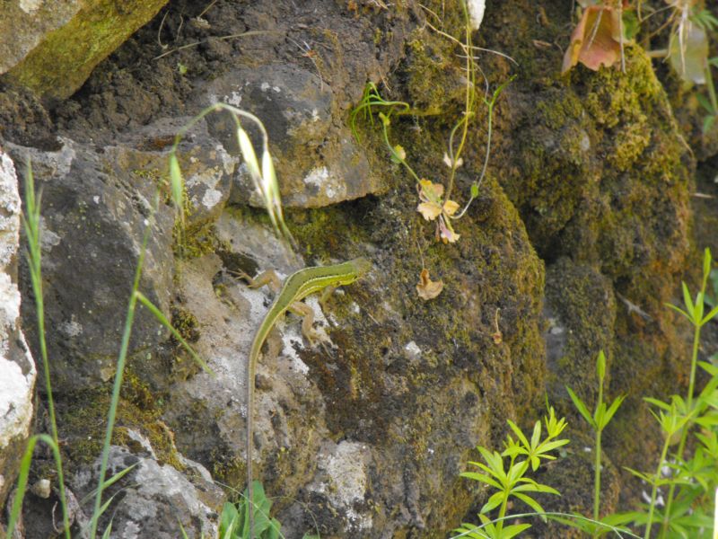 Lucertola iblea