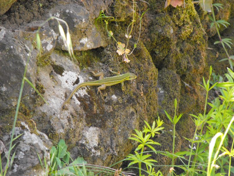 Lucertola iblea