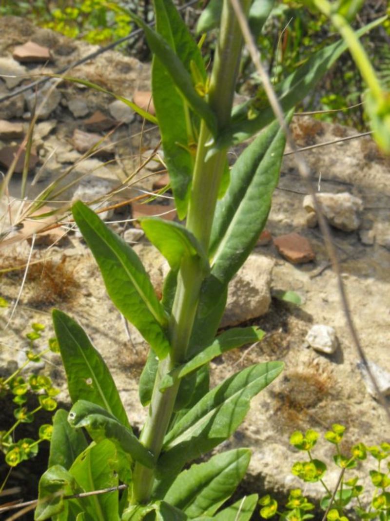 Myagrum perfoliatum