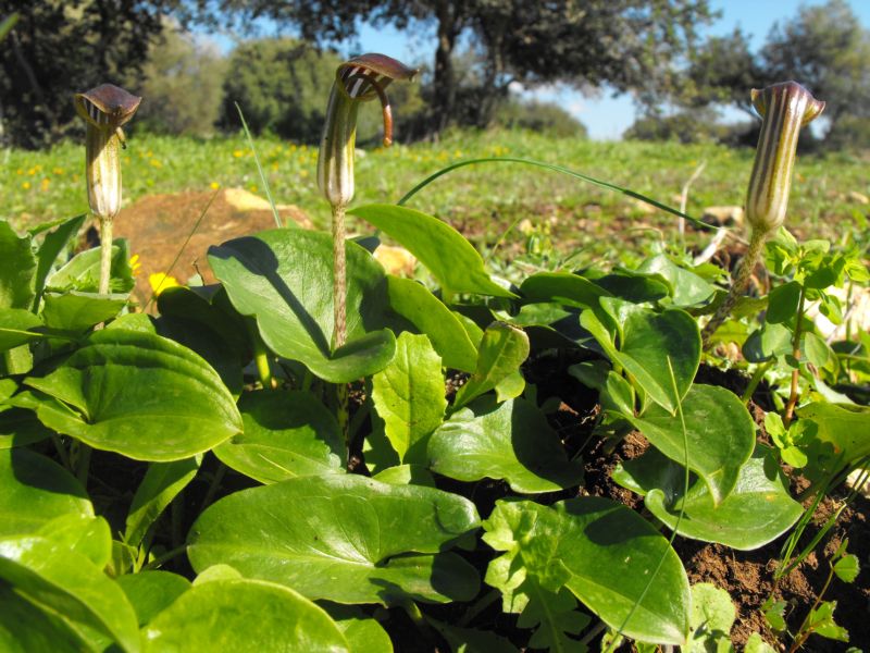 Arisarum vulgare