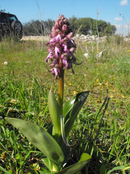 Barlia robertiana e Ophrys fusca