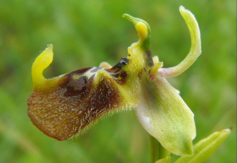 Ophrys oxyrrhynchos subsp.biancae varie