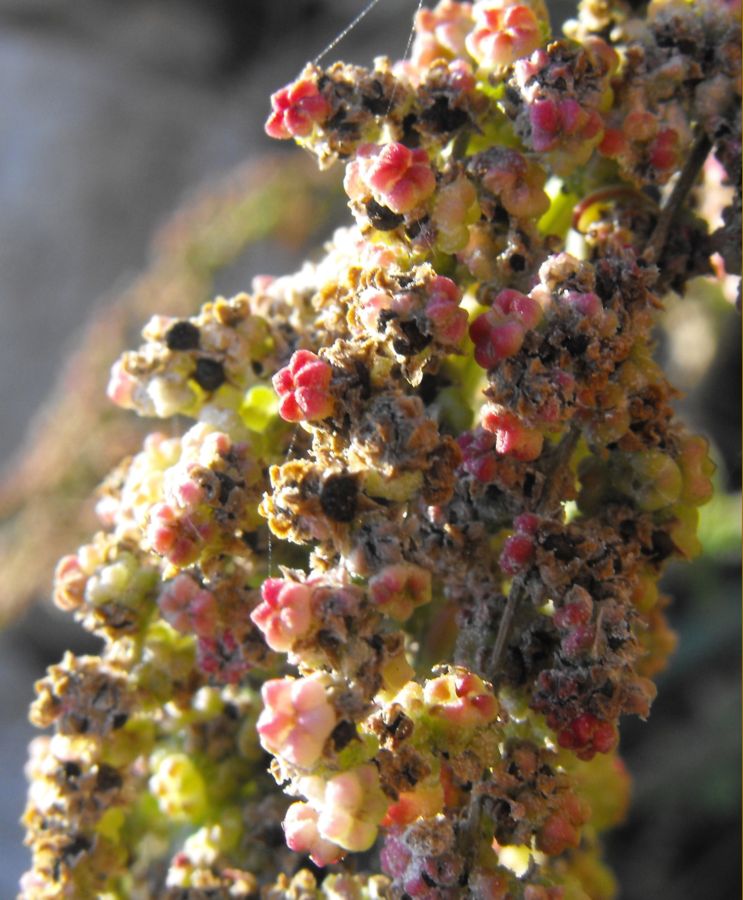 Chenopodium album