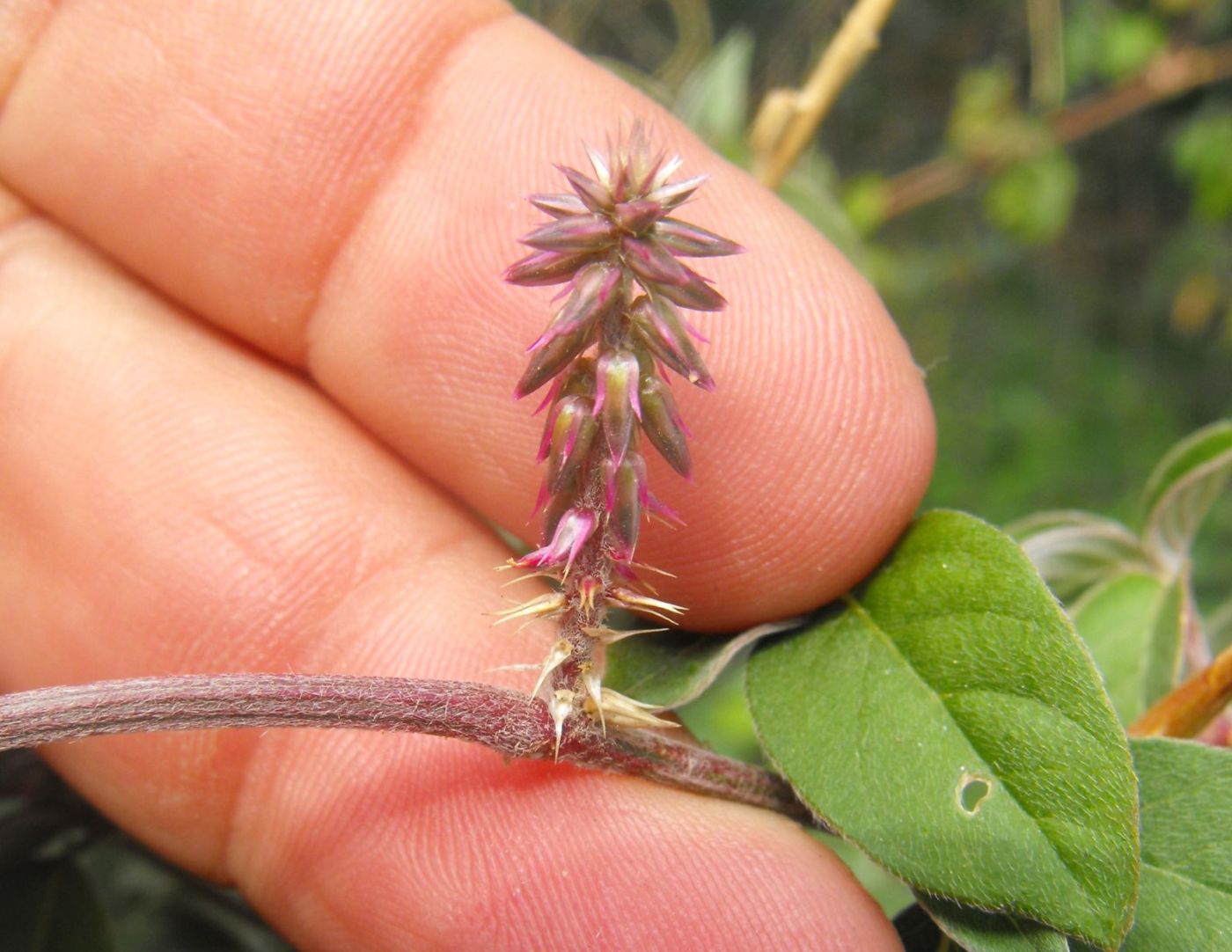 Achyranthes aspera / Achirante