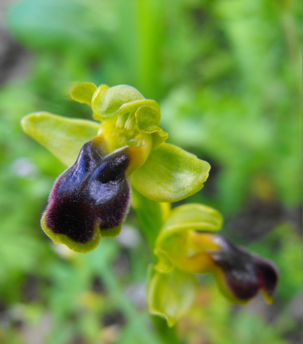 Ophrys Laurensis....