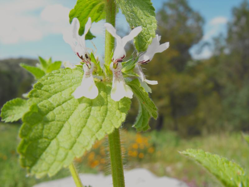 Stachys ocymastrum