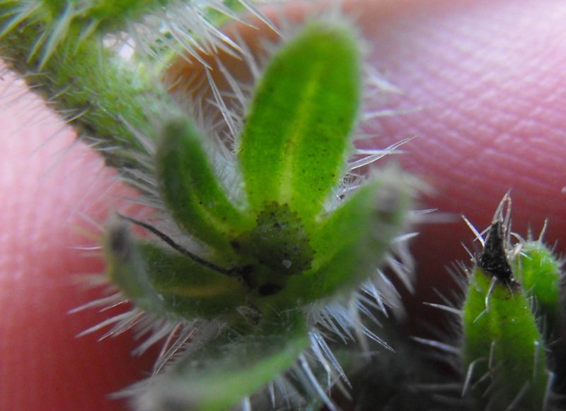 Echium arenarium / Viperina costiera