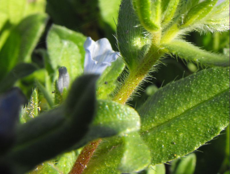 Echium parviflorum (=Echium calycinum) / Viperina parviflora