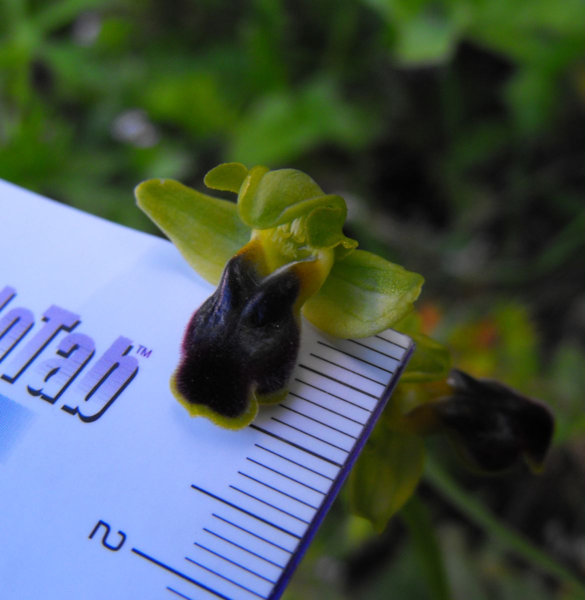 Ophrys Laurensis....