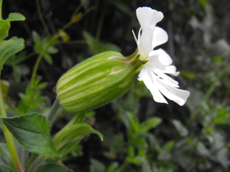 Silene latifolia subsp.alba