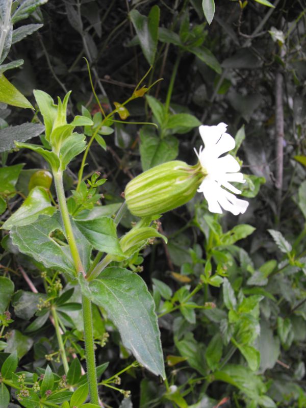 Silene latifolia subsp.alba