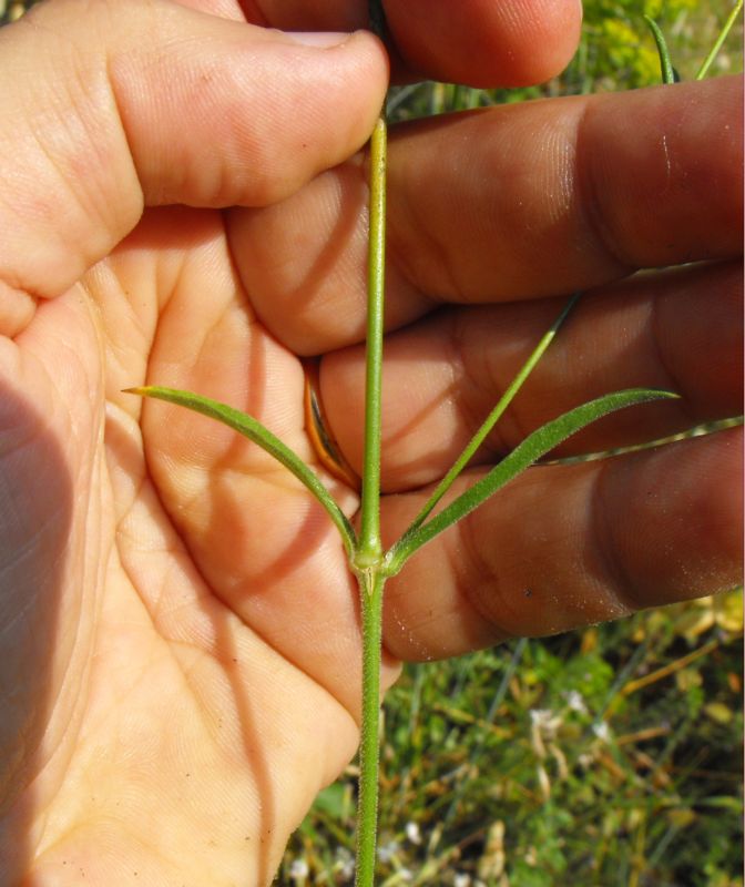 Silene italica (L.) Pers.