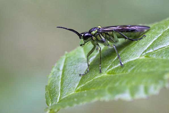 Tenthredinidae (Rhogogaster?)