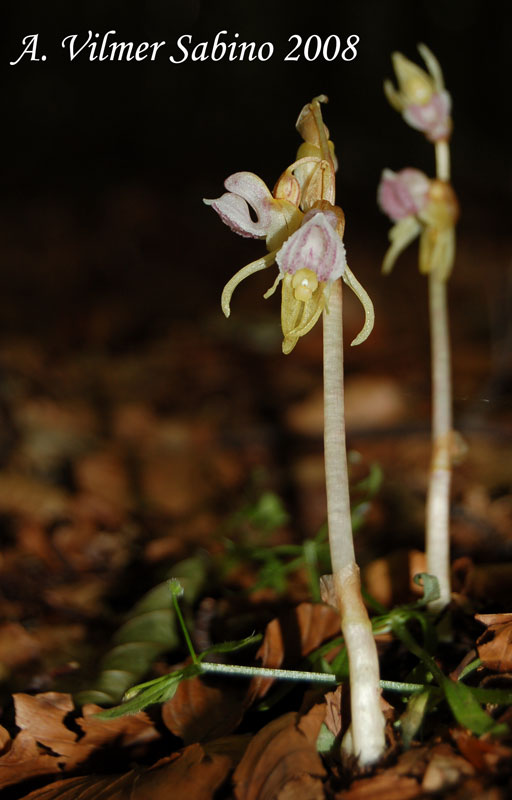 EPIPOGIUM APHYLLUM!!!