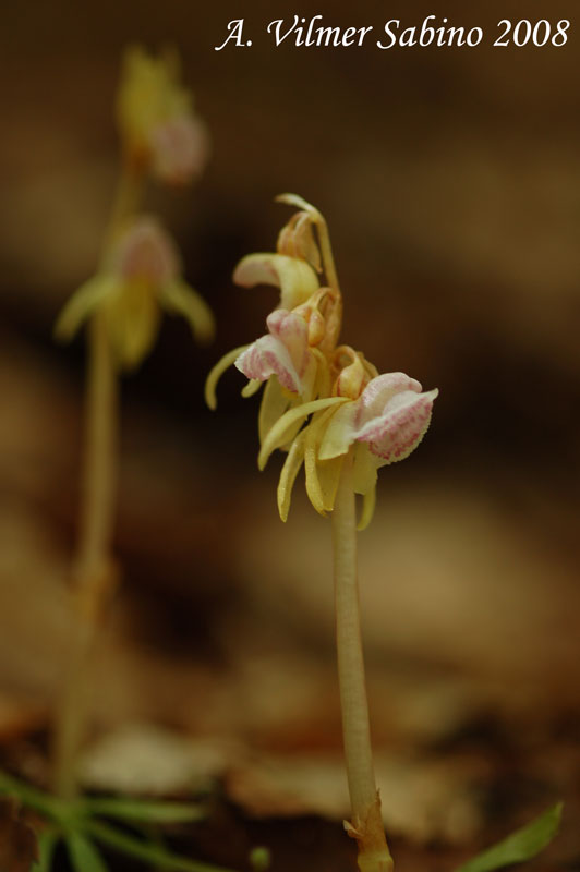 EPIPOGIUM APHYLLUM!!!