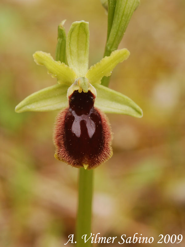 Ophrys tarentina