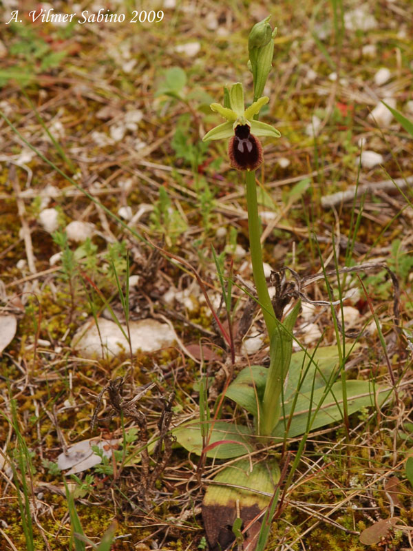 Ophrys tarentina