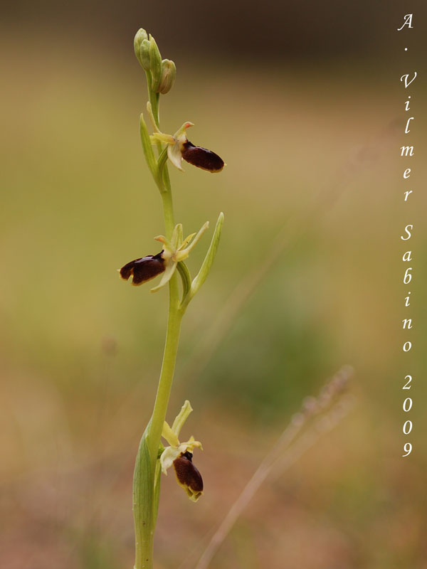 Ophrys tarentina