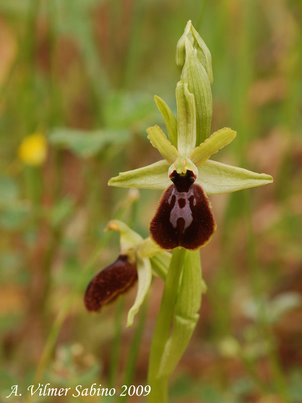 Ophrys tarentina