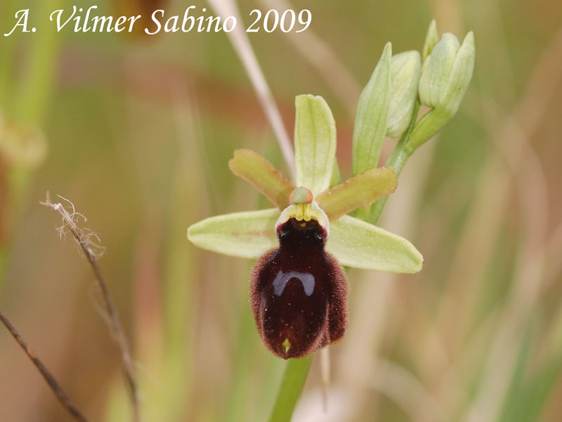 Ophrys tarentina