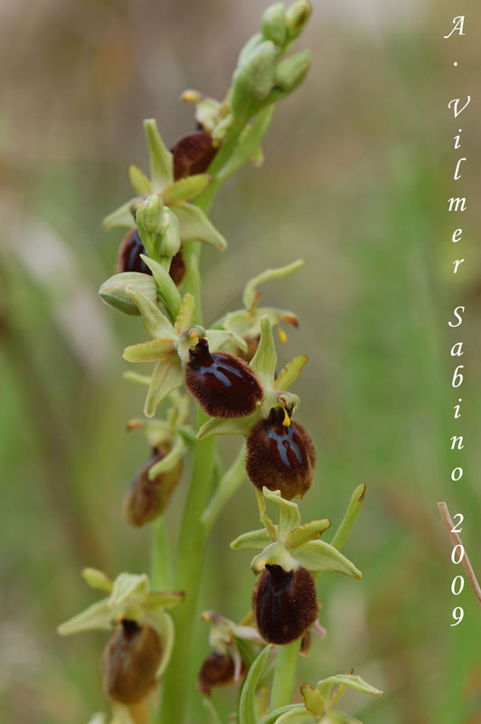 Ophrys tarentina