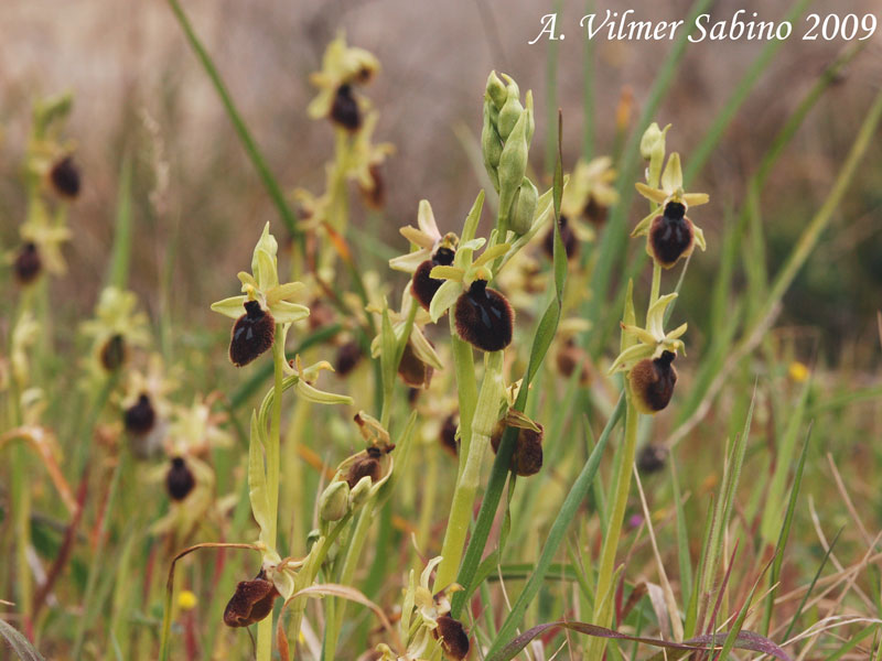 Ophrys tarentina