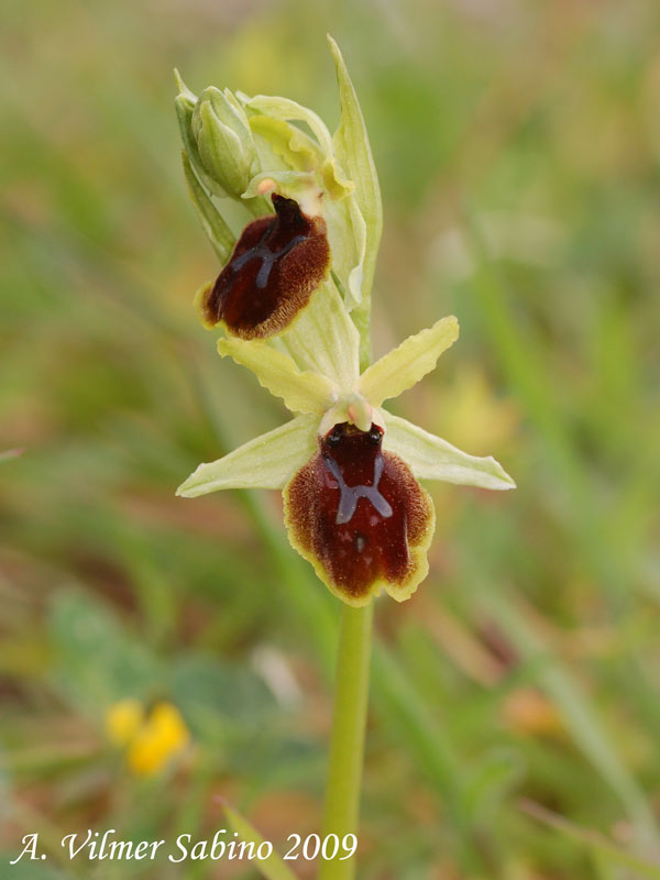 Ophrys tarentina