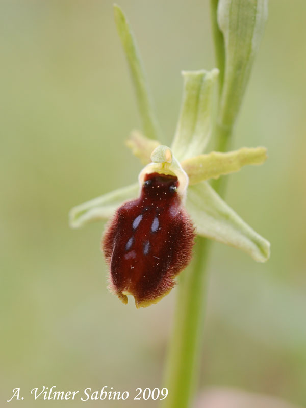 Ophrys tarentina