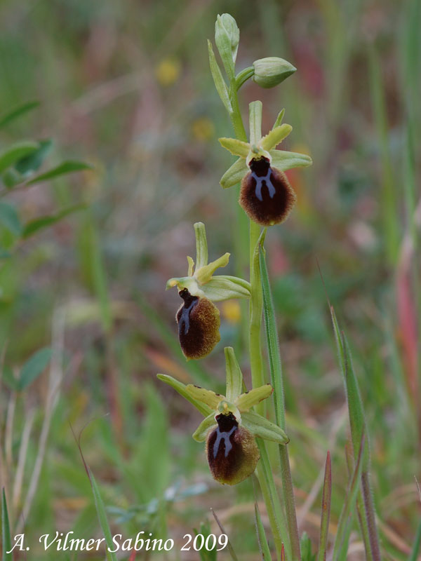 Ophrys tarentina