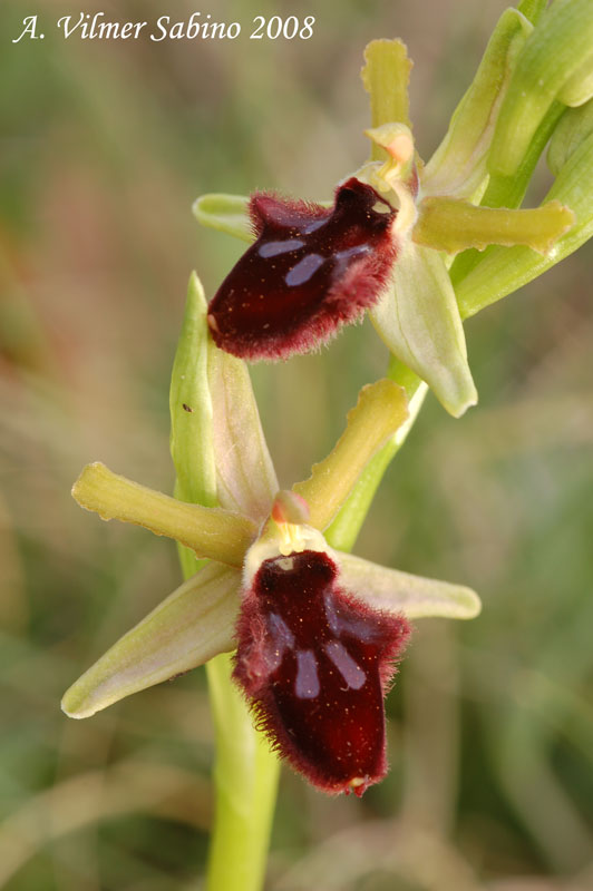 Ophrys promontorii?