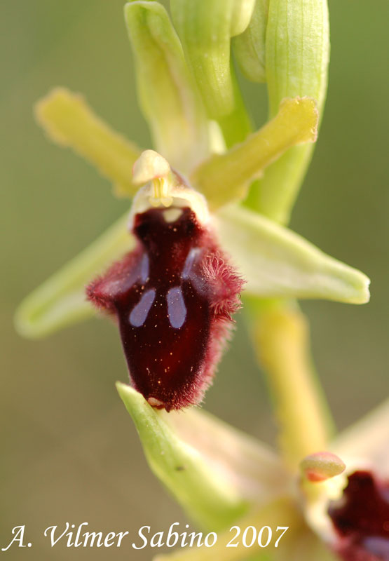 Ophrys promontorii?